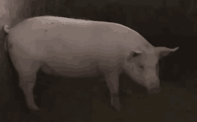 上市豬企2022年度數據出爐！“豬茅”收入破千億！養一頭豬最高虧1500元？
