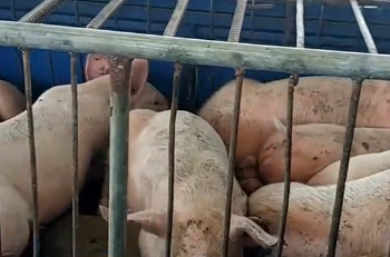 馮永輝：預計年后豬肉價格會在底部震蕩，短期內不會有大的改觀